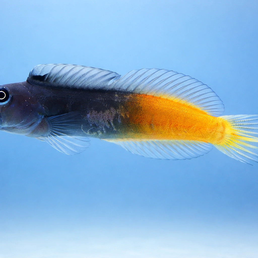 Ecsenius Bicolor Blenny - Perfect for UK Aquariums — tropical fish for sale UK — AI side clean view