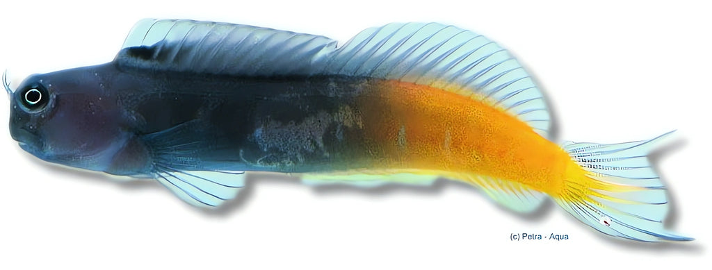 Ecsenius Bicolor Blenny - Perfect for UK Aquariums — tropical fish for sale UK