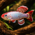 Egersi´s Notobranch — tropical fish for sale UK — AI hero driftwood view