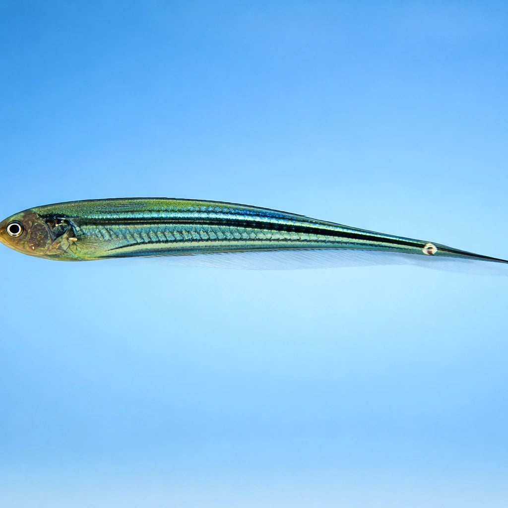 Eigenmannia virescens 10 - — tropical fish for sale UK — AI side clean view