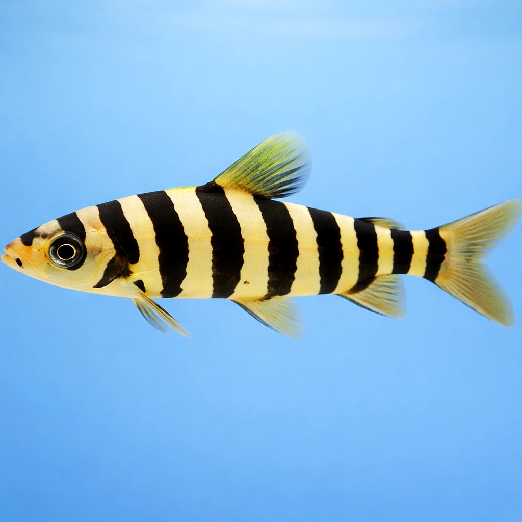 Eight-Banded Leporinus — tropical fish for sale UK — AI side clean view
