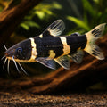 Eight Barbels Loach, Barred — tropical fish for sale UK — AI hero driftwood view
