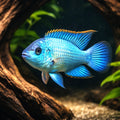 Electric Blue Acara — South American Cichlids for sale UK — AI hero driftwood view