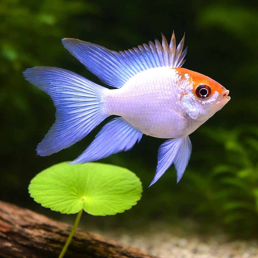 Electric Blue Balloon Ram — Dwarf Cichlid for sale UK — AI scale plant view