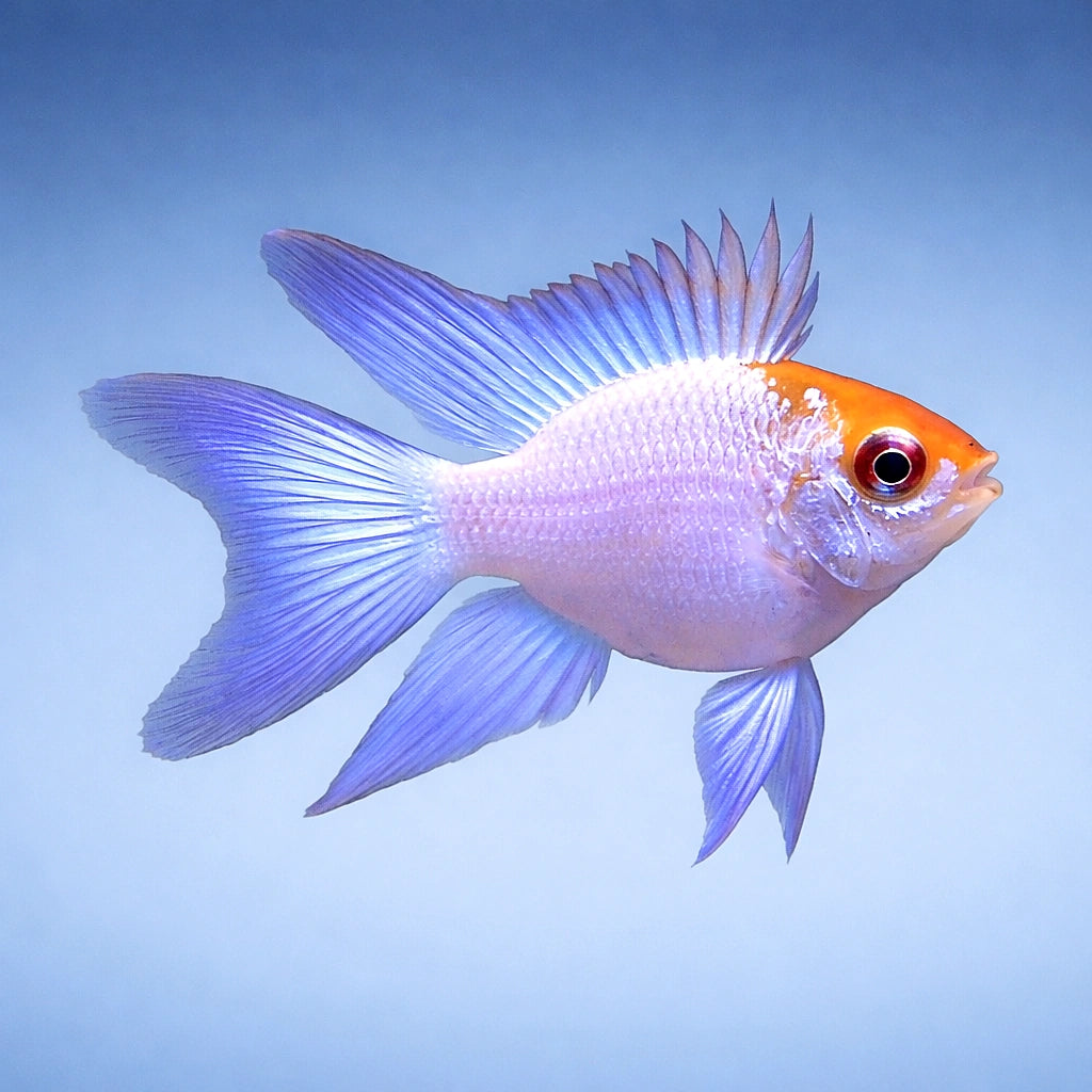 Electric Blue Balloon Ram — Dwarf Cichlid for sale UK — AI side clean view