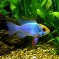 Electric Blue Gold-Head Ram (Mikrogeophagus ramirezi) — AI natural aquarium view