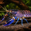 Electric blue marron — tropical fish for sale UK — AI hero driftwood view