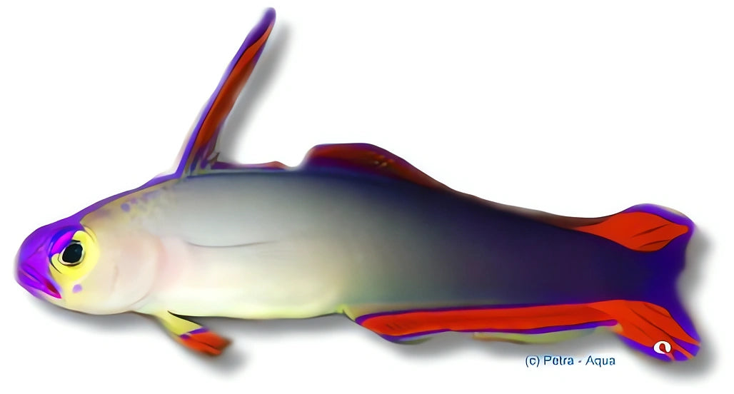 Elegant Firefish M — tropical fish for sale UK