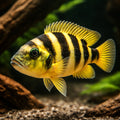 Elongatus, Elongate Lamprol — tropical fish for sale UK — AI hero driftwood view