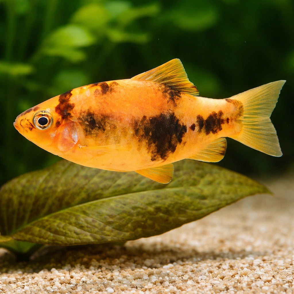 Ember Barb, Panda Barb — tropical fish for sale UK — AI scale plant view