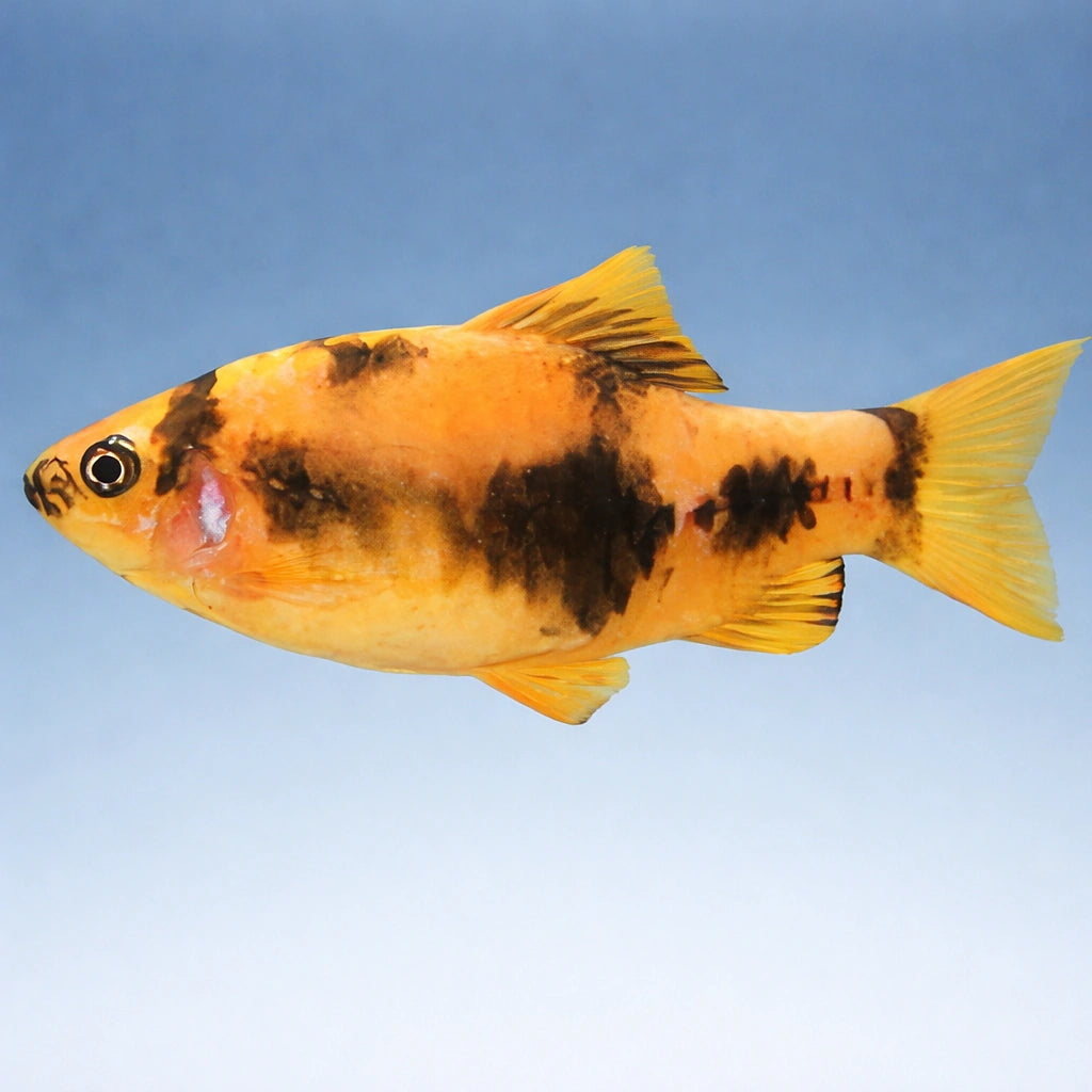 Ember Barb, Panda Barb — tropical fish for sale UK — AI side clean view