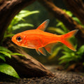 Ember Tetras — South American Tetra for sale UK — AI hero driftwood view