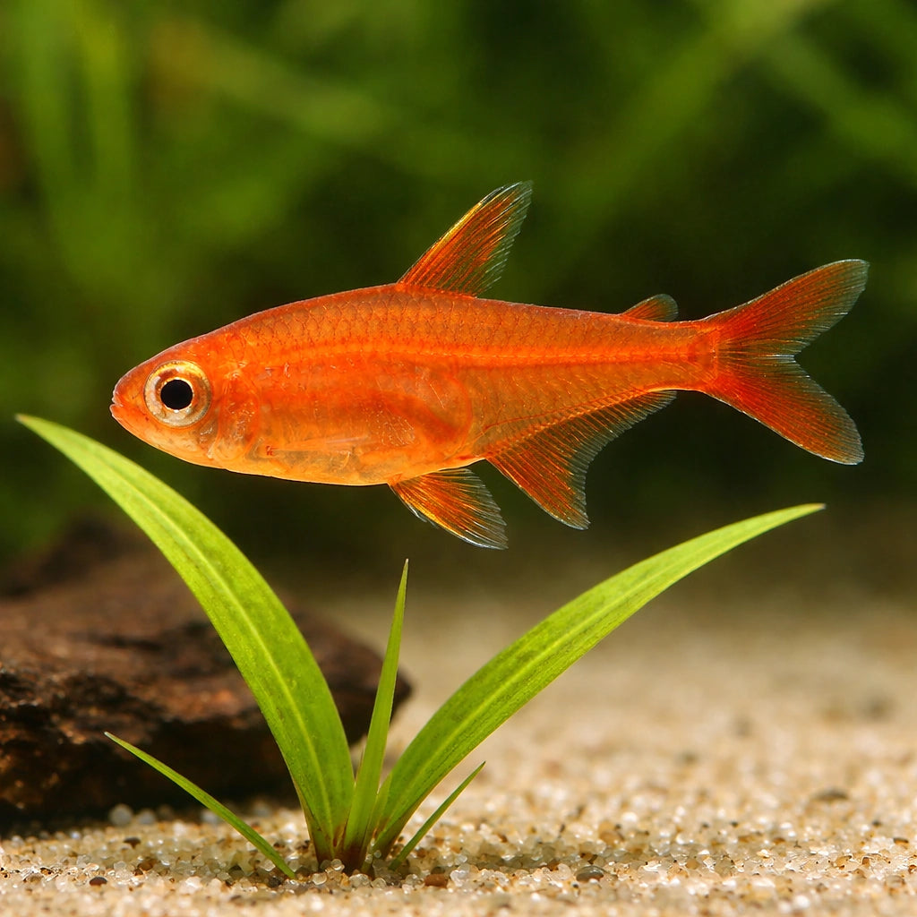 Ember Tetras — South American Tetra for sale UK — AI scale plant view