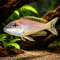 Enantiopus melanogenis 5 - — tropical fish for sale UK — AI hero driftwood view