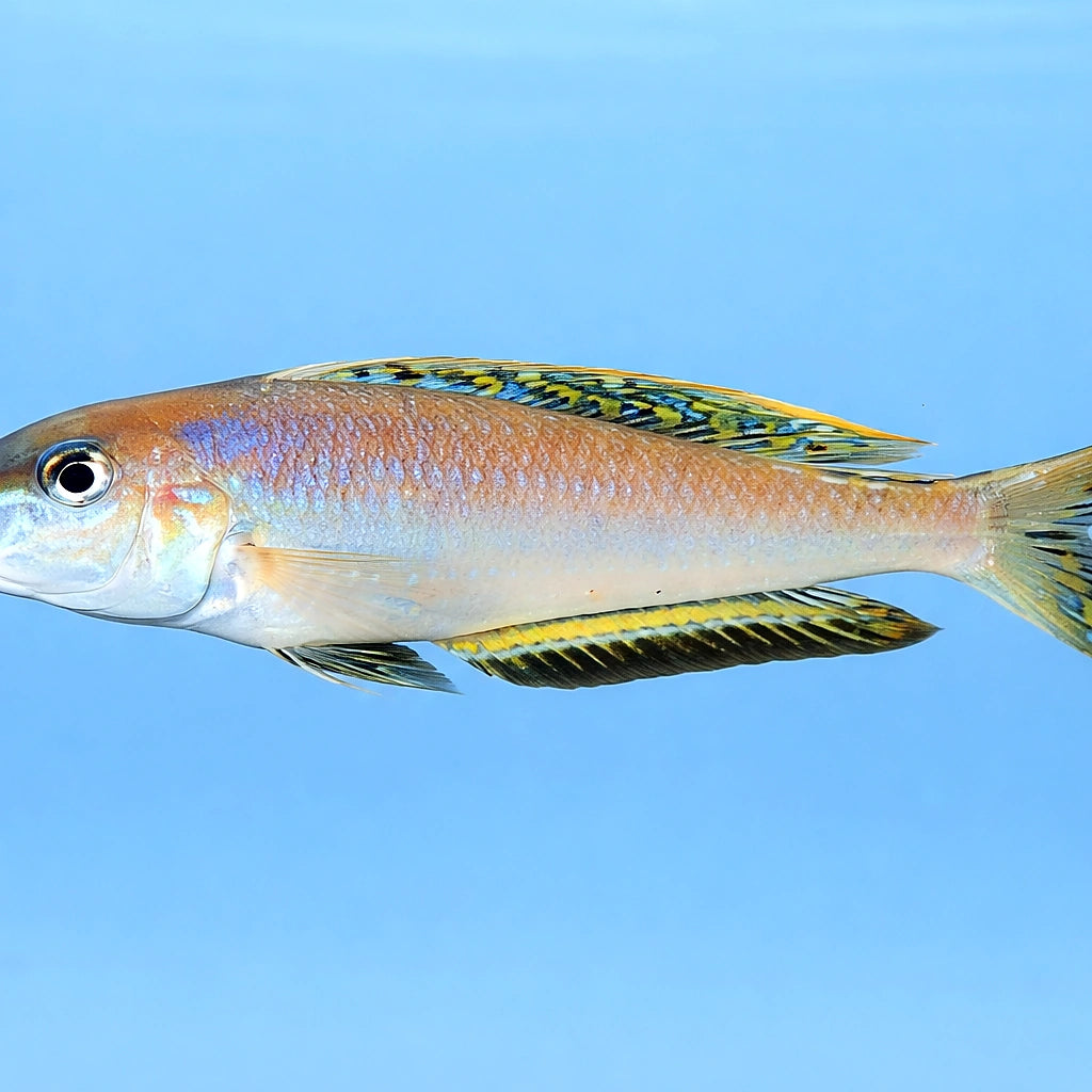 Enantiopus melanogenis 5 - — tropical fish for sale UK — AI side clean view
