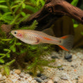 Red Dwarf Guppy - Male &amp; Female - Poecilia Reticulata X Wingei - Livebearer — Endler Guppies for sale UK — AI natural aquarium view