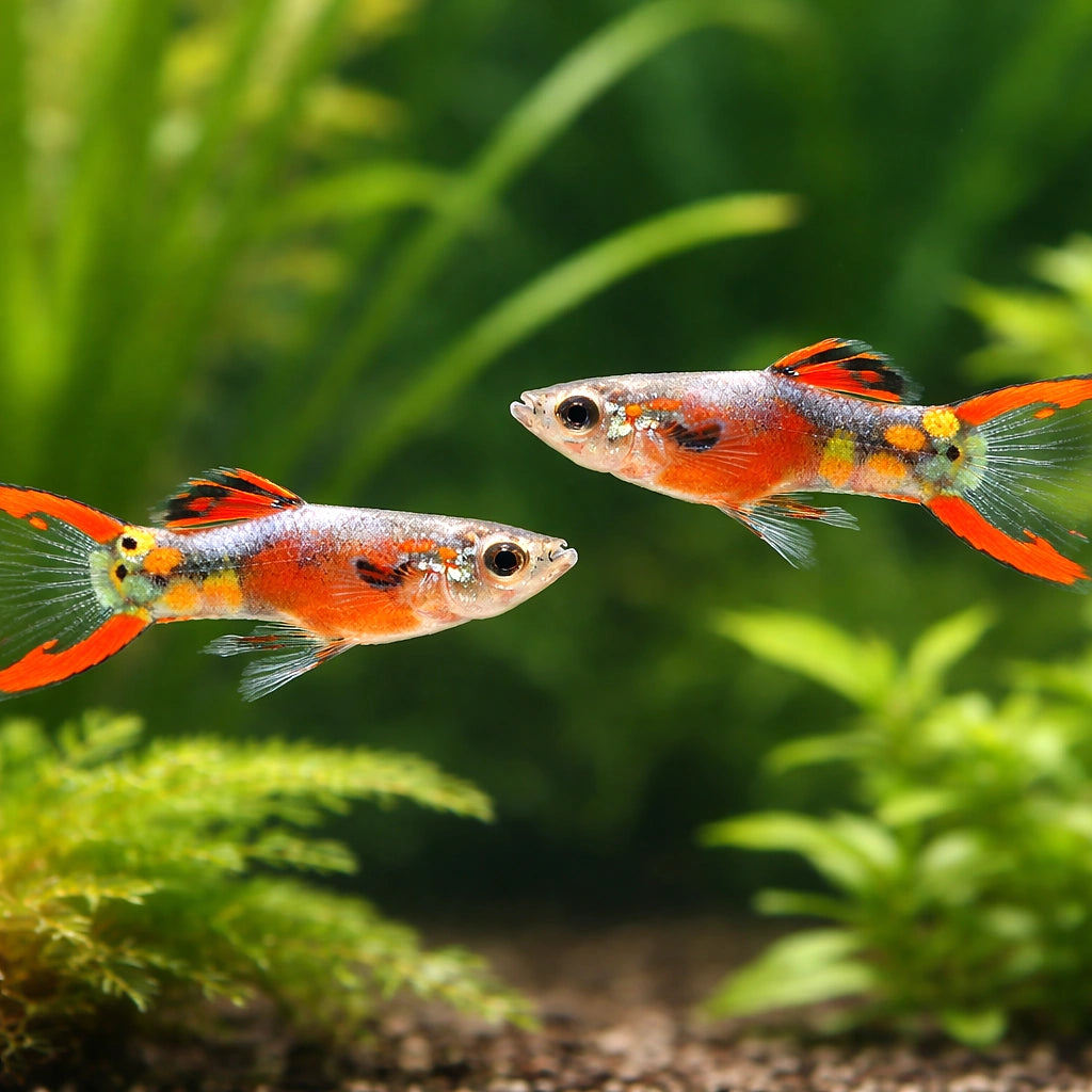 Endler Guppy male red rainbow LT — tropical fish for sale UK — AI pair planted view
