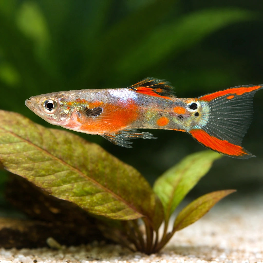 Endler Guppy male red rainbow LT — tropical fish for sale UK — AI scale plant view