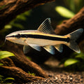 Epalzeorhynchus kallopterus 3, — tropical fish for sale UK — AI hero driftwood view