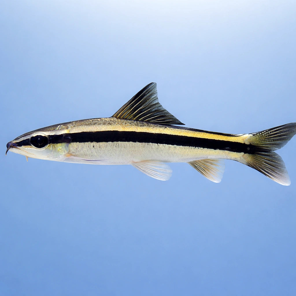 Epalzeorhynchus kallopterus 3, — tropical fish for sale UK — AI side clean view