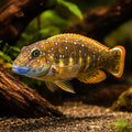 Eretmodus cyanostictus Kigoma 3 - — tropical fish for sale UK — AI hero driftwood view