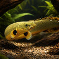 Erpetoichthys Calabaricus — Bichir for sale UK — AI hero driftwood view