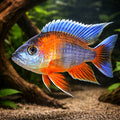 Eureca Peacock Cichlid — tropical fish for sale UK — AI hero driftwood view