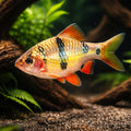 Everetts Barb — tropical fish for sale UK — AI hero driftwood view