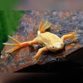 exotic pet UK — FRESH WATER FROG AMPHIBIANS for sale UK