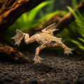 exotic pet UK — FRESH WATER FROG AMPHIBIANS for sale UK — AI hero driftwood view