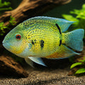 Eye spot Cichlid — tropical fish for sale UK — AI hero driftwood view