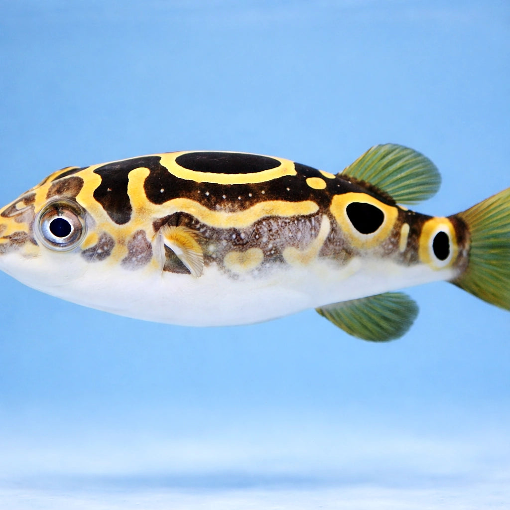 Eyespot pufferfish — tropical fish for sale UK — AI side clean view