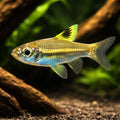  — tropical fish for sale UK — AI hero driftwood view
