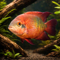 F Cichlid, Smaragd Cichlid, — tropical fish for sale UK — AI hero driftwood view