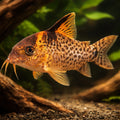 False blochi Catfish — tropical fish for sale UK — AI hero driftwood view