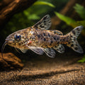 False Upside-Down Catfish, — tropical fish for sale UK — AI hero driftwood view