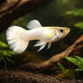 Fancy Guppy — Guppy for sale UK — AI hero driftwood view