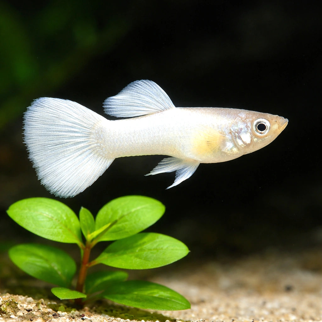 Fancy Guppy — Guppy for sale UK — AI scale plant view