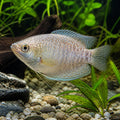 Neon Dwarf Gourami Female Mix — tropical fish for sale UK — AI natural aquarium view