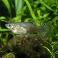 Female Elephant Ear Guppy (Poecilia reticulata) — AI natural aquarium view