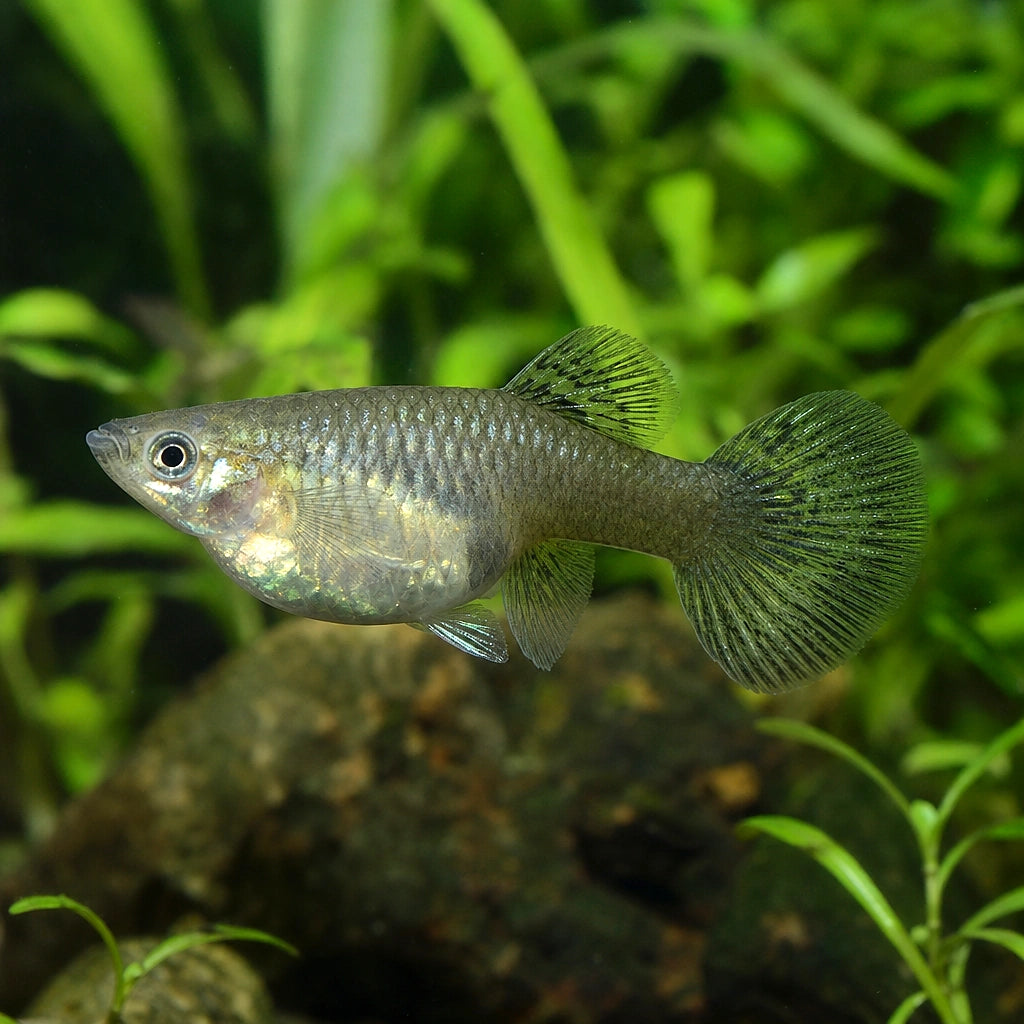 Female Elephant Ear Guppy (Poecilia reticulata) — AI natural aquarium view