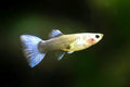 Female Guppy — Guppy for sale UK