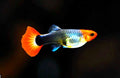 Female Guppy — Guppy for sale UK