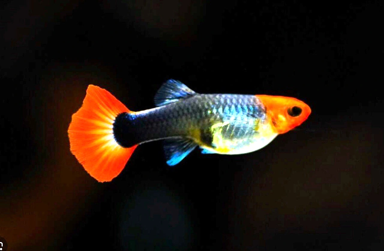 Female Guppy — Guppy for sale UK