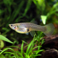 Female Mix F1 Guppy (Poecilia reticulata) — AI natural aquarium view