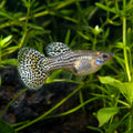 Female Mosaic Elephant Ear Guppy (Poecilia reticulata) — AI natural aquarium view