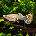 Female Super Colour Mix Guppy (Poecilia reticulata) — AI natural aquarium view