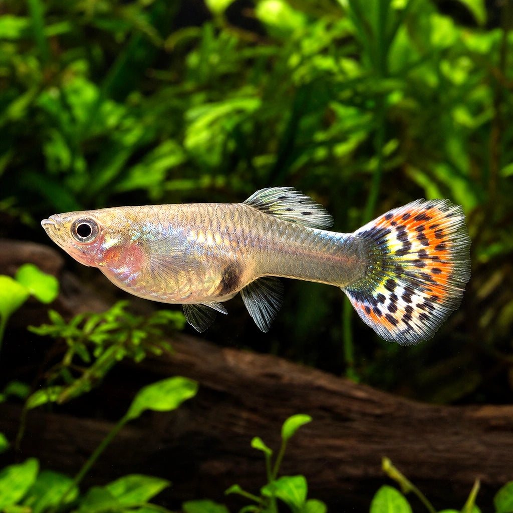 Female Super Colour Mix Guppy (Poecilia reticulata) — AI natural aquarium view