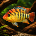 Festa s Cichlid, Red Terror — tropical fish for sale UK — AI hero driftwood view