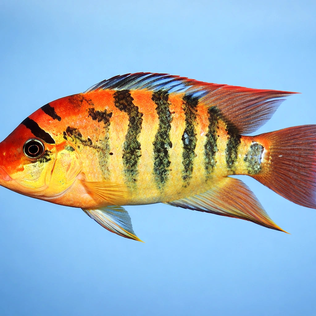 Festa s Cichlid, Red Terror — tropical fish for sale UK — AI side clean view